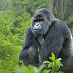 Pearl of Africa Discovery Tour – 2025 Edition