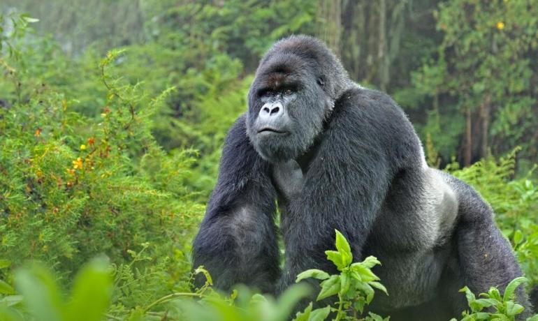 Pearl of Africa Discovery Tour – 2025 Edition